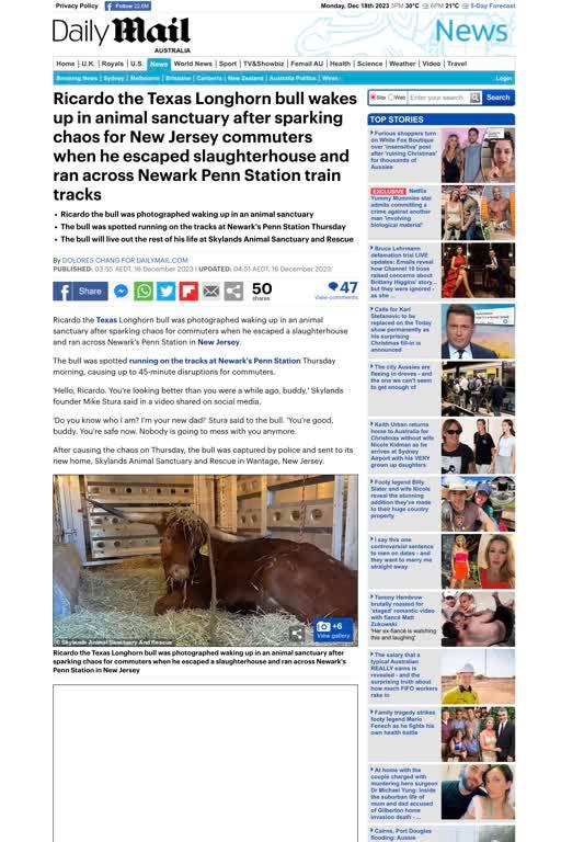 Ricardo the Texas Longhorn bull wakes up in animal sanctuary after sparking chaos for New Jersey commuters when he escaped slaughterhouse and ran across Newark Penn Station train tracks from Daily Mail