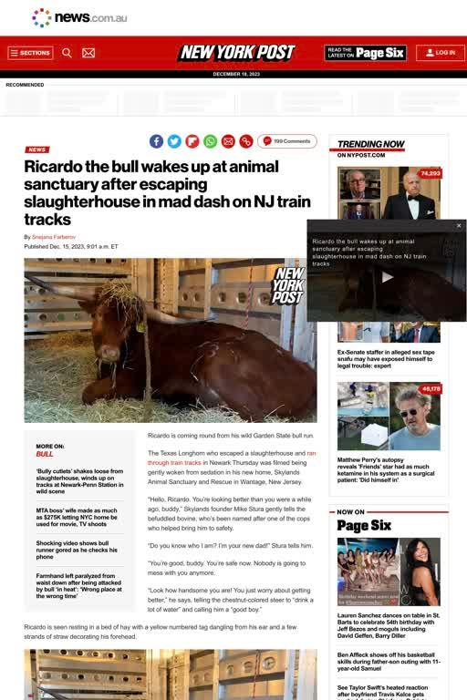 Ricardo the bull wakes up at animal sanctuary after escaping slaughterhouse in mad dash on NJ train tracks from New York Post